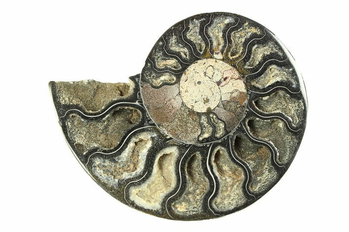 Cut & Polished Ammonite Fossil (Half) - Unusual Black Color #281285